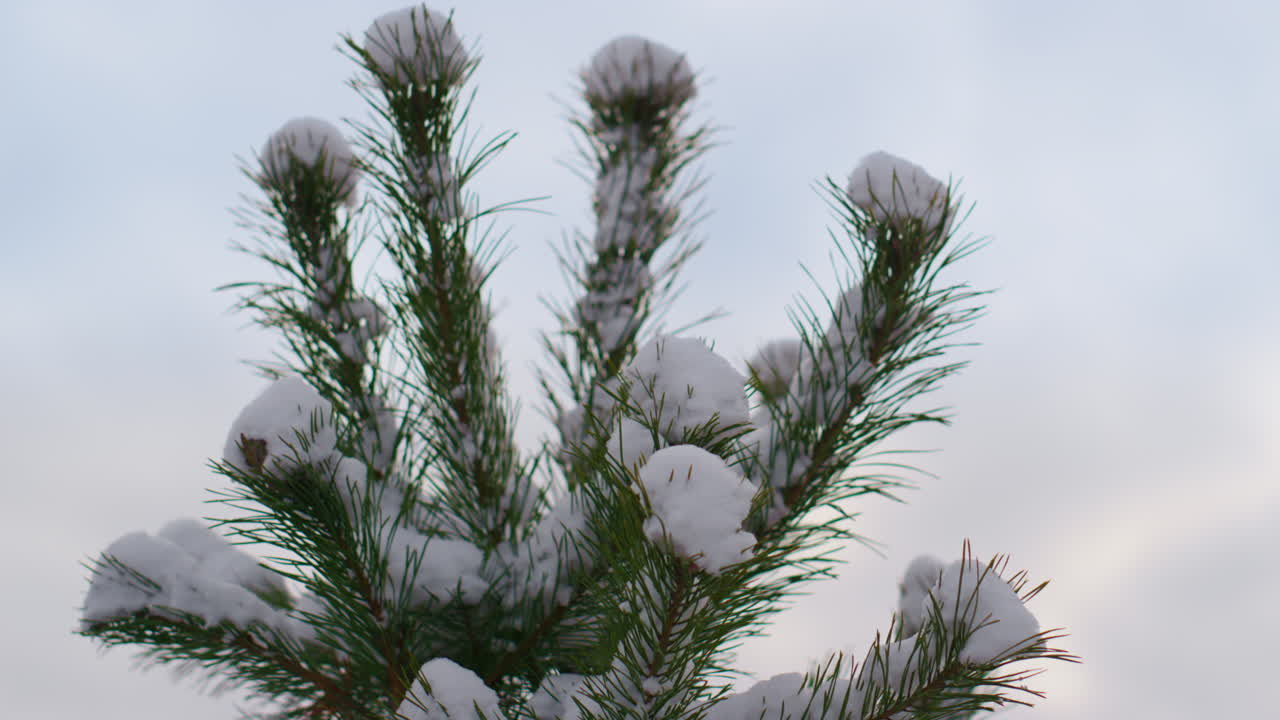 primer plano de abeto cubierto de nieve contra el cielo de invierno. árbol de coníferas en el bosque.