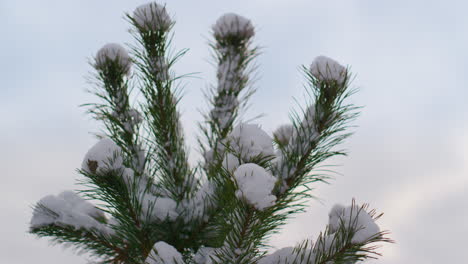 closeup snow covered spruce top against winter sky. coniferous tree in forest.