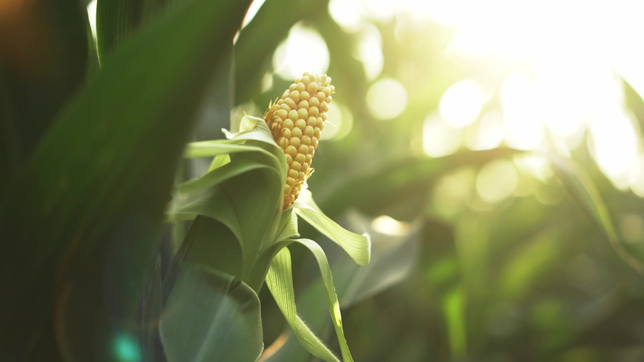 Slow pan up showing corn cob on the plant in the warm sunlight