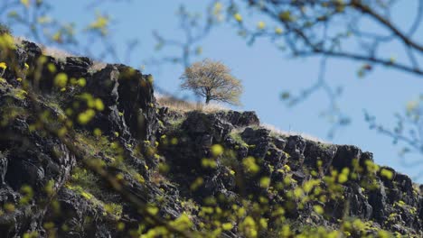 a solitary tree stands on the rocky slope under the cloudless blue sky