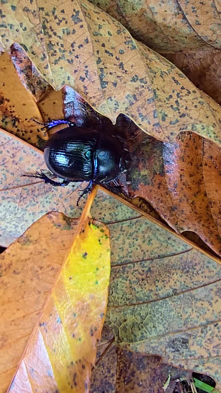 Vertical top-down macro shot showing a shiny black forest dung beetle crawling under fallen leaves on the forest floor