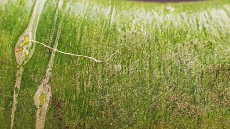 primer plano de un tallo de una planta
