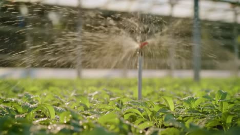a lush greenhouse scene where sprinklers delightfully water vibrant healthy plants, showcasing the beauty of horticulture and sustainable agriculture in action