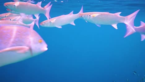 arrecife con una variedad de corales duros y blandos y peces tropicales. maldivas océano índico.