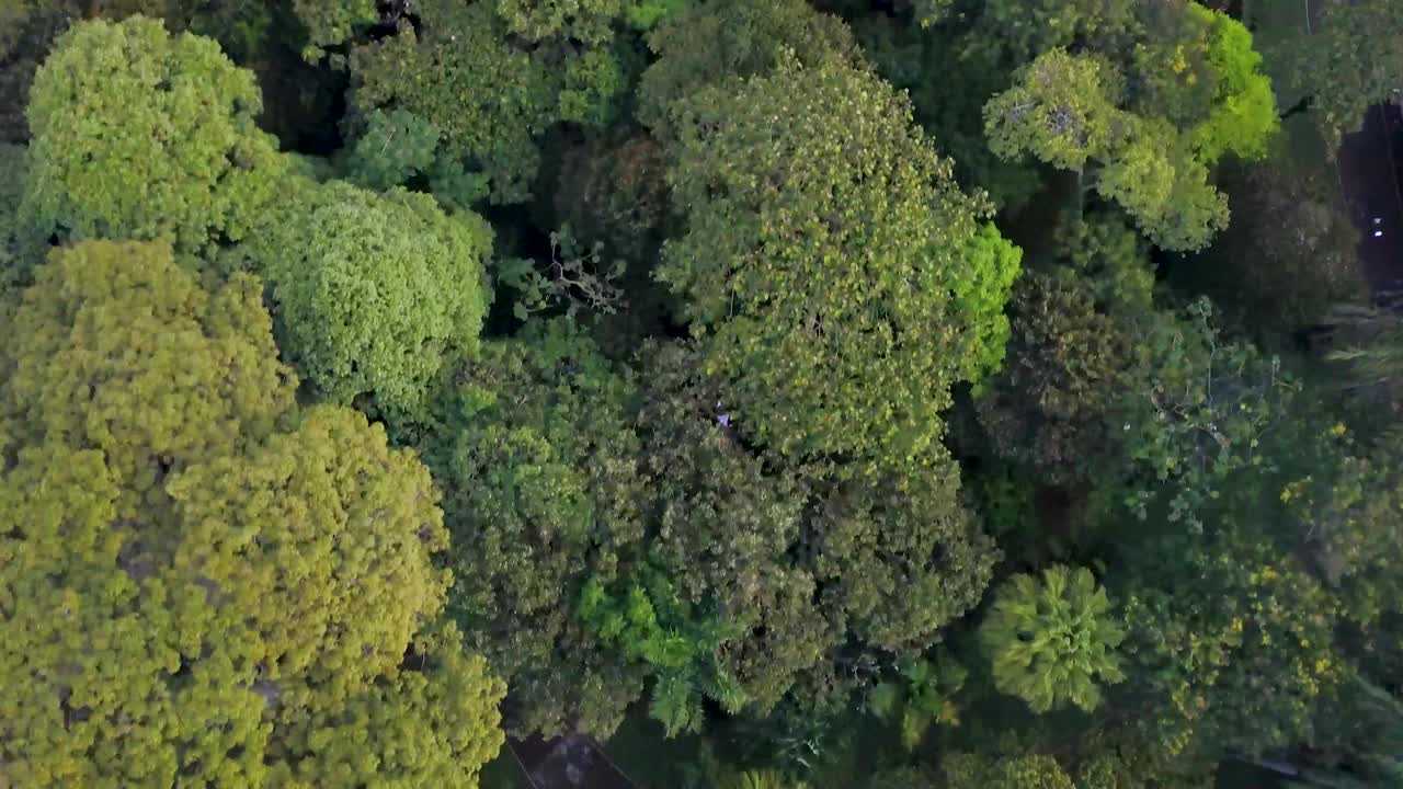 antena - volando a lo largo de las copas de los árboles de medellín, toma de arriba hacia abajo de una exuberante vegetación, colombia