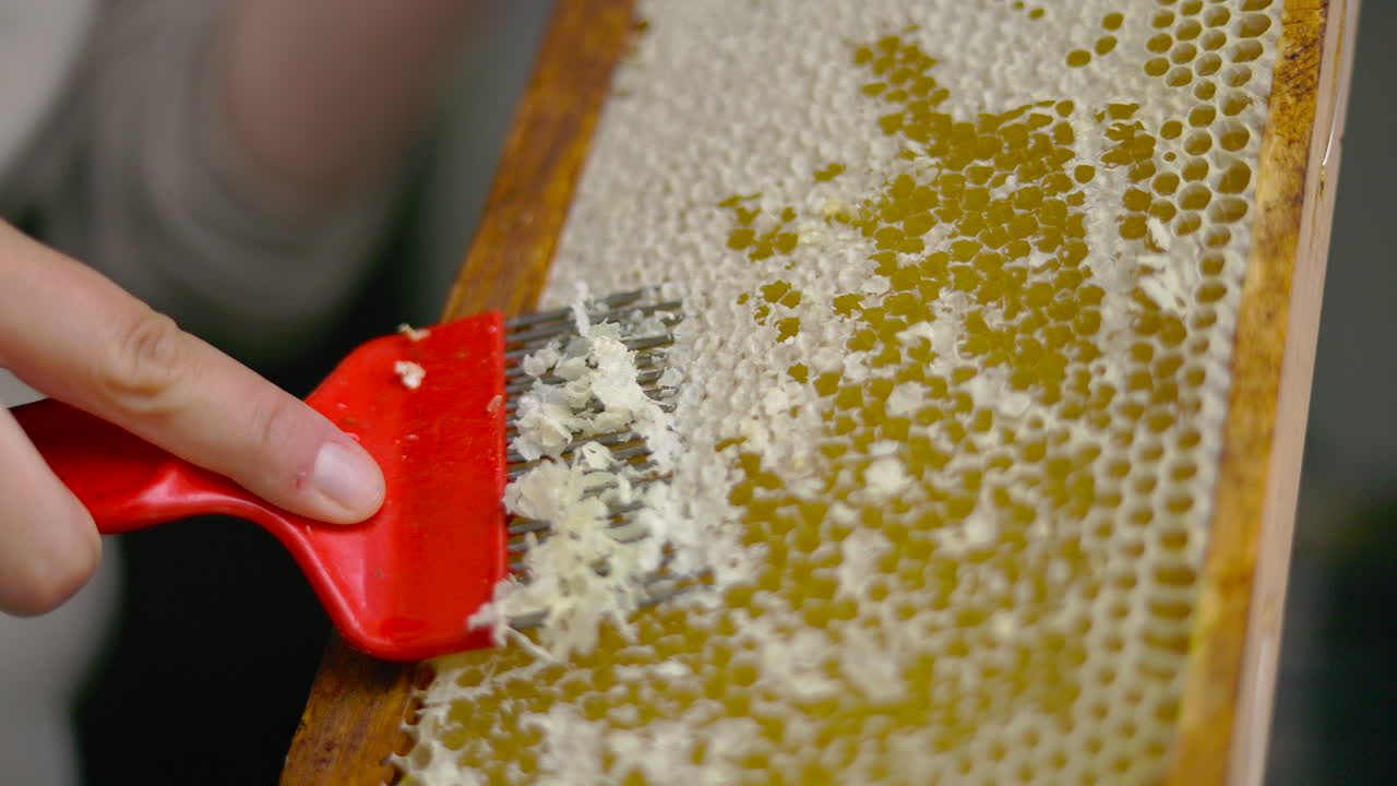 Uncapping honeycombs to extract the precious natural sweetener produced by bees