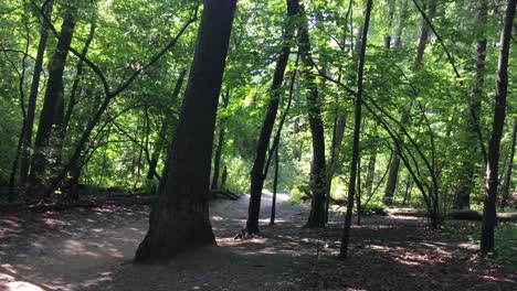 Friedliche,-üppige-Waldwege,-Statisch