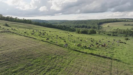 drone view of a large herd of cows grazing on a dairy farm in rural new york. rolling green hills, open pastures, and late summer skies complete the peaceful agricultural scene.
