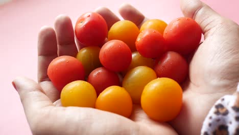 fresh cherry tomatoes in hands