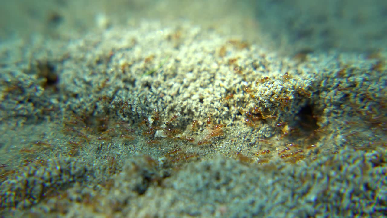 las hormigas marchan a lo largo de la carretera