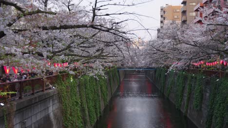 sakura blooming over tokyo, nakameguro river in spring 4k