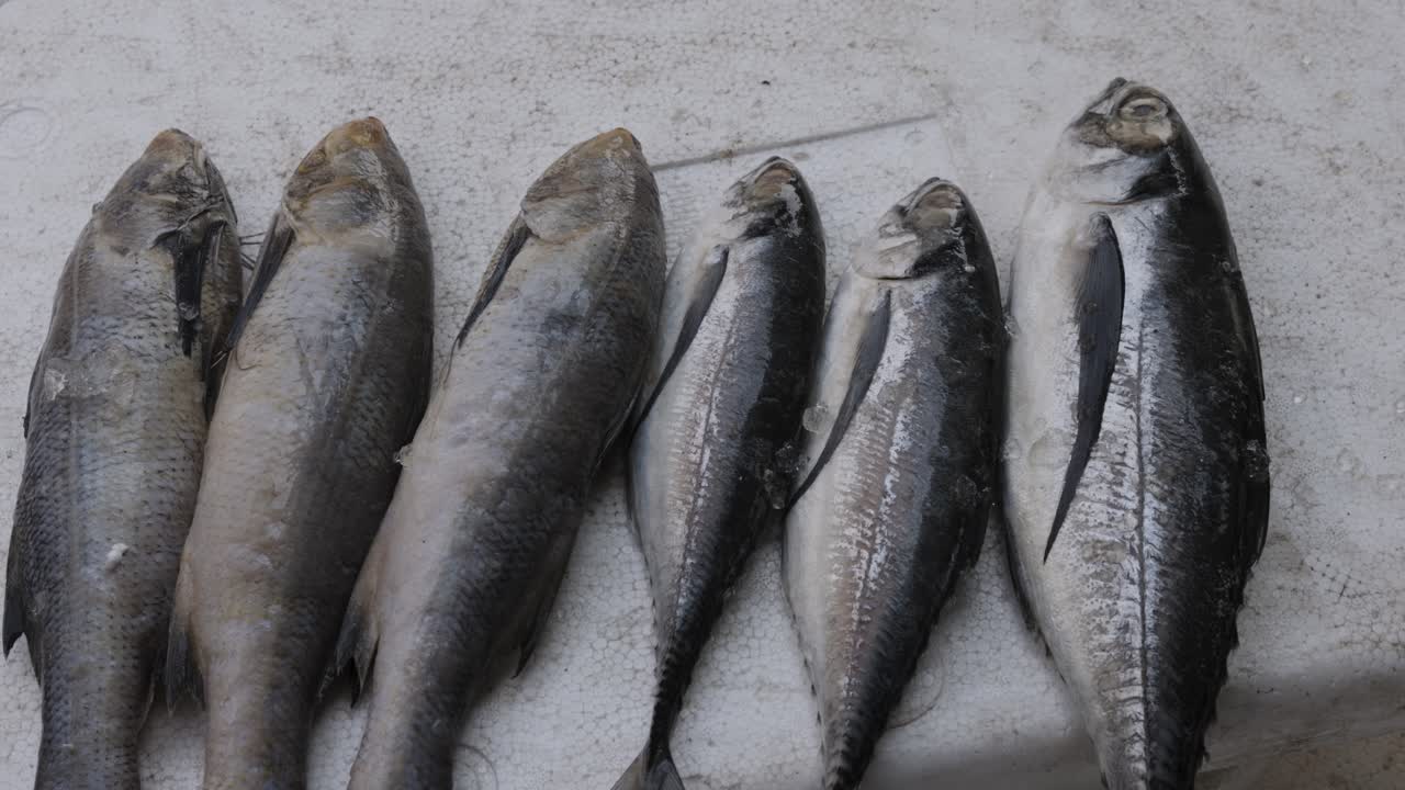 pescado fresco mantenido en una caja de nieve en una tienda minorista para su venta durante el día desde diferentes ángulos