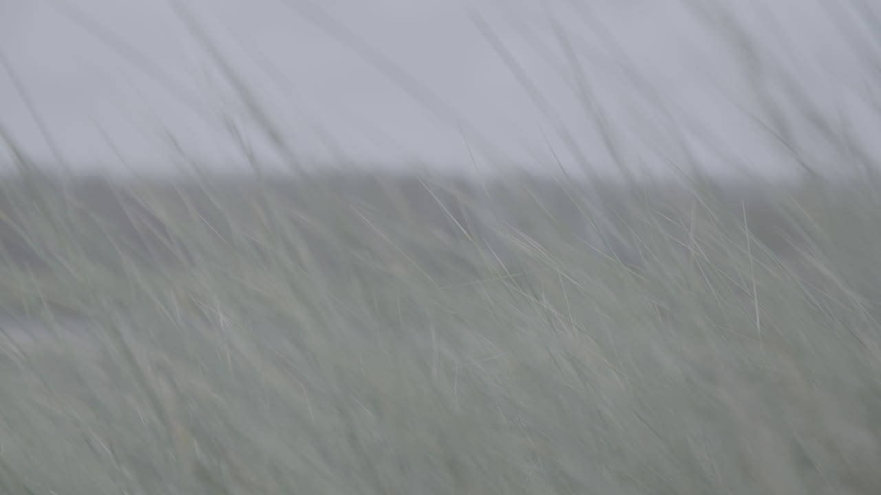 벨기에 사구 통나무 근처의 바람에 흔들리는 식물의 슬로우모션