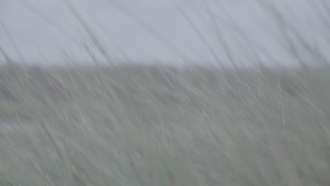 cámara lenta de plantas ondulantes en el viento cerca del registro de dunas belgas