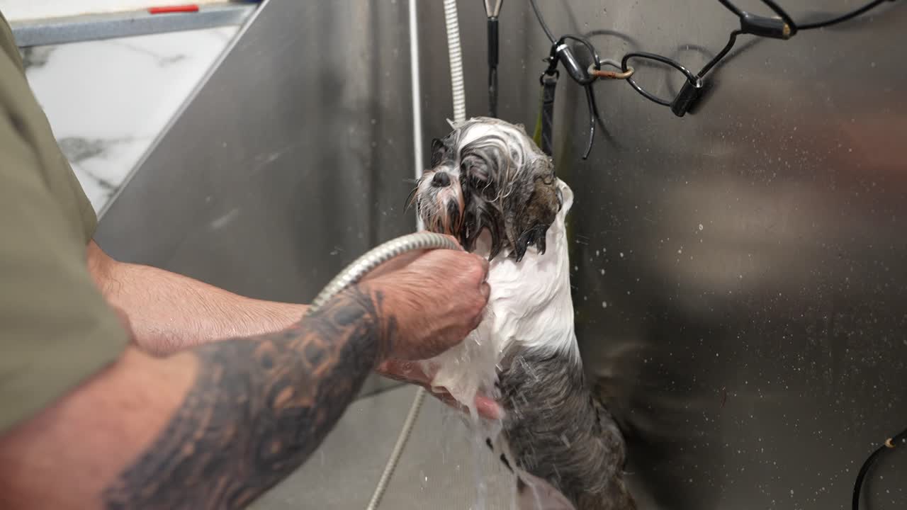 Piccolo cane Shih Tzu che fa il bagno in una vasca da toelettatura.