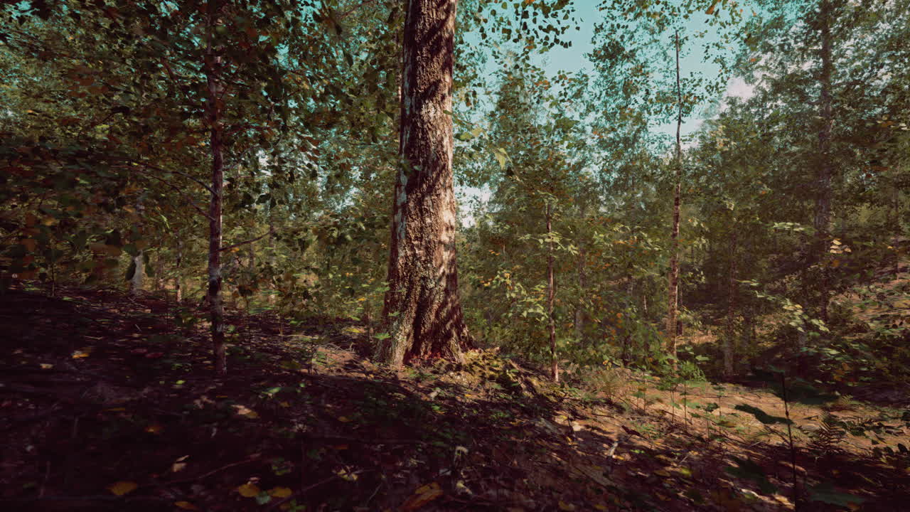 Una serena scena boschiva con alberi alti e fogliame verde