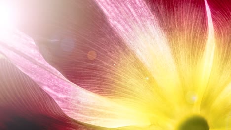 petals of tulips close-up with sunlight and sunbeams. 16x9 4k raw video high quality. prores 422 hq.