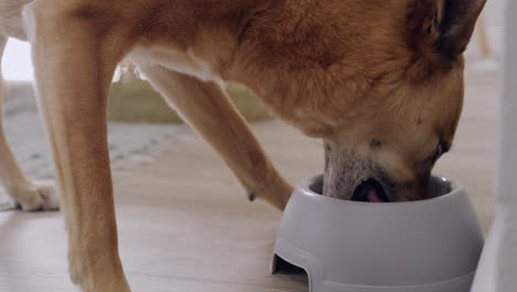 dog eating a bowl of wet or dry food with vitamins