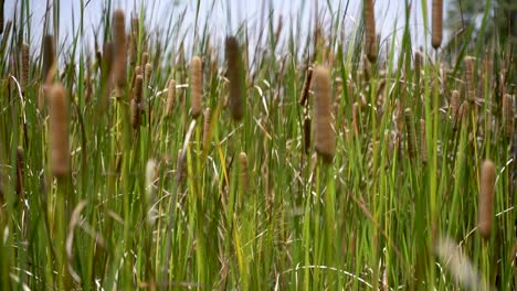 agricultural crops in garden, local vegeculture