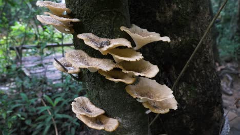 medium shot of branched oyster mushrooms growing on a tree