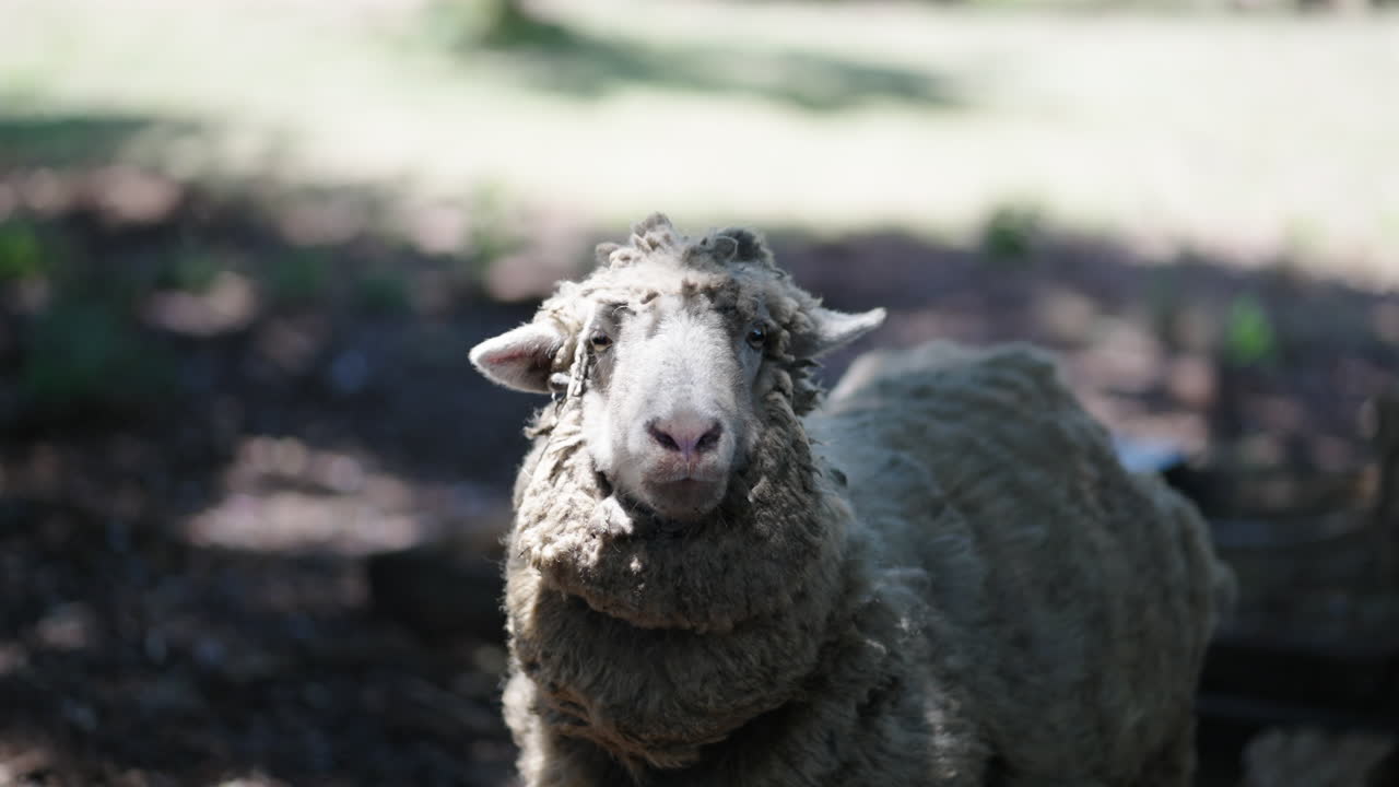 Close-up of a sheep in slow-motion, natural farm environment, grazing, peaceful countryside, farm animals, rural life, sunny day, domestic animal, animal behavior