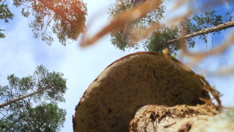 Bottom up view. A noble, royal mushroom. White mushroom boletus.