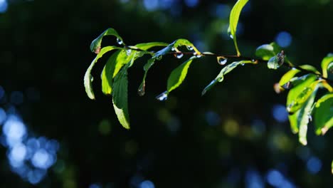 Close-up-of-plant