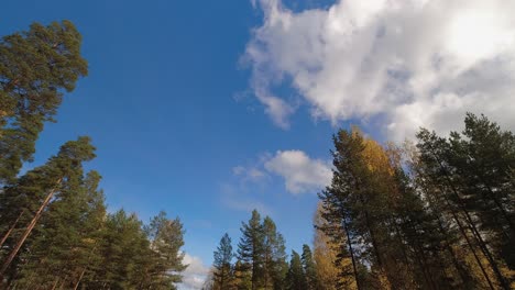 fluffy cumulus clouds drift above autumn tree canopy in boreal forest