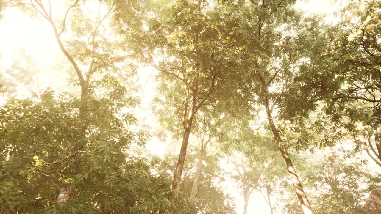 ⁇ 빛과 볼 ⁇  빛과 함께 저녁 숲