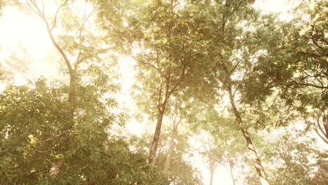bosque vespertino con sol y luz de volumen