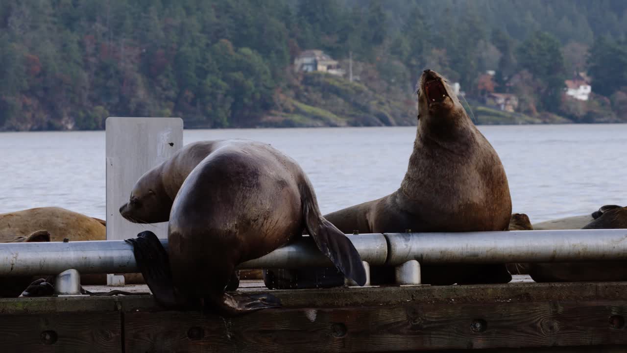 Twee zeeleeuwen grommen naar elkaar op een steiger in Brits Columbia, Canada.