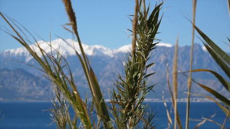 slider shot of weeds blowing in the breeze at the mediterranean sea with mountains in the background