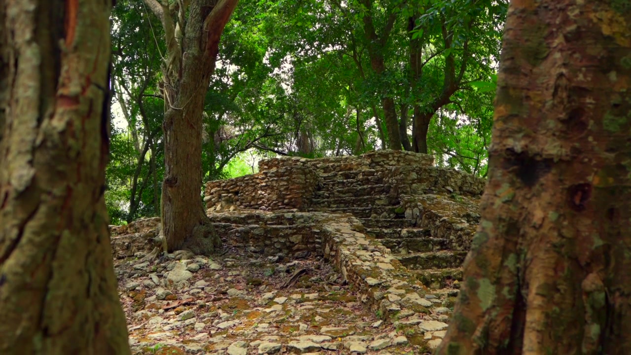 Fluida ripresa in tilt-down attraverso alberi tropicali che rivela l'antica Struttura Maya El Caracol a Oxtankah. Questa rovina storica è immersa in una lussureggiante foresta verde