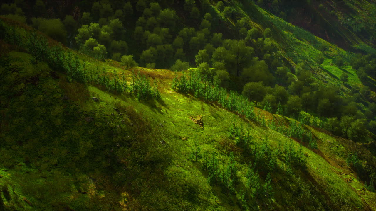 лесные пейзажи с воздуха