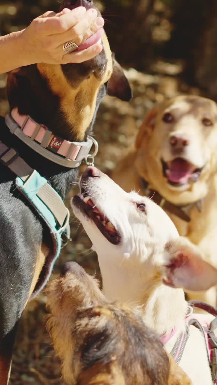 Dogs interacting with a person outdoors