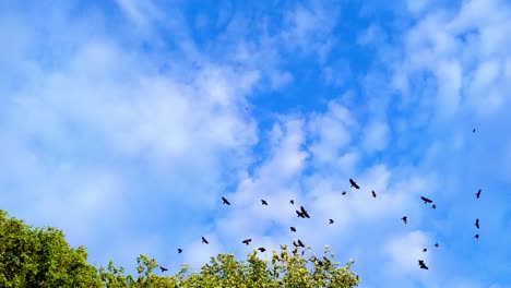 Mirando-Hacia-Una-Enorme-Bandada-De-Cuervos-Encapuchados-Que-Vuelan-Contra-Un-Cielo-Azul