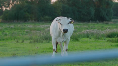 Watching-cow-in-pasture-ruminating-and-looking-at-camera