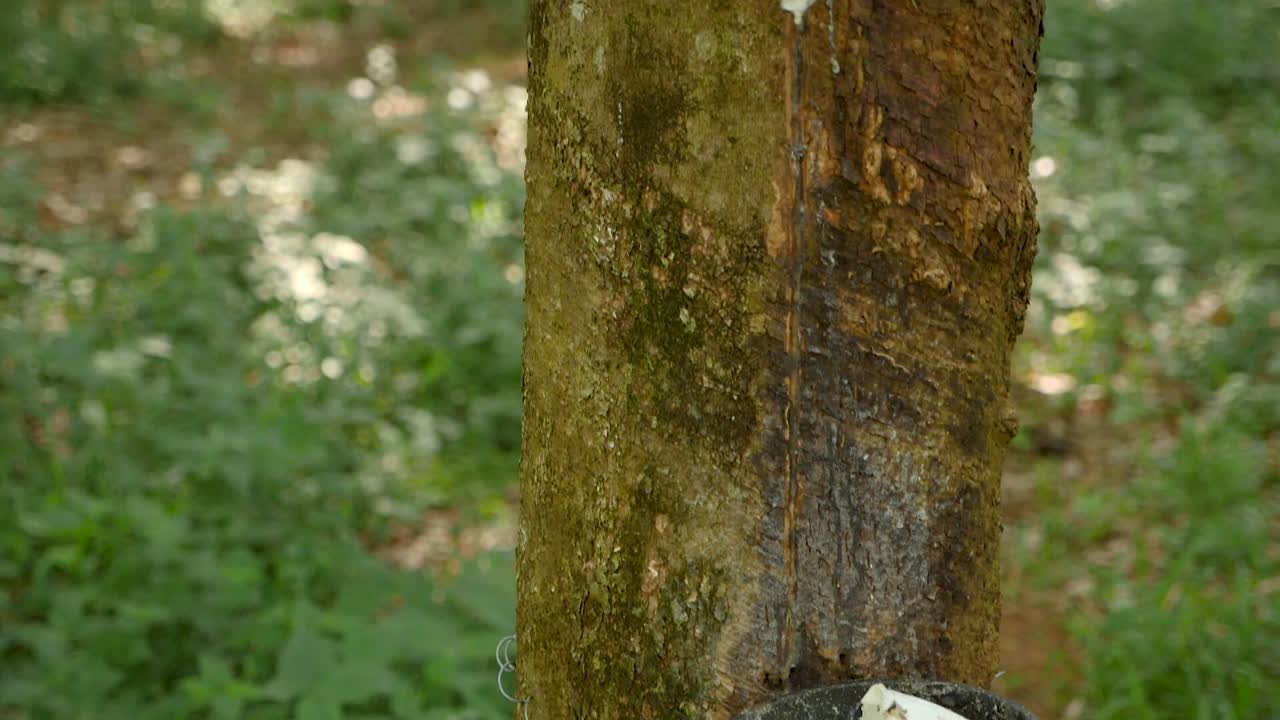 Tilting Down On A Rubber Tree Standing In A Plantation.