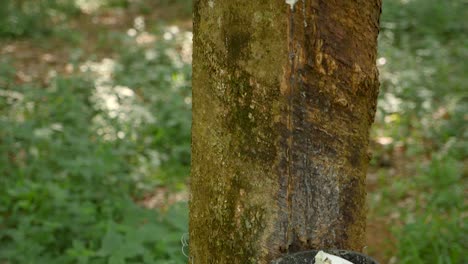 tilting down on a rubber tree standing in a plantation.