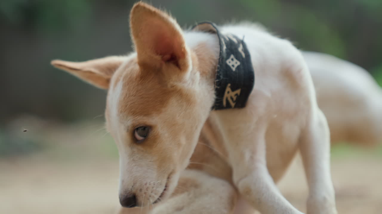 Cachorro beige con collar negro acicalando su pata, retrato de primer plano de un perro beige tímido limpiándose la pata delantera en un patio arenoso, fondo con bokeh suave, luz solar tenue, textura de pelaje detallada, ambiente cinematográfico íntimo.
