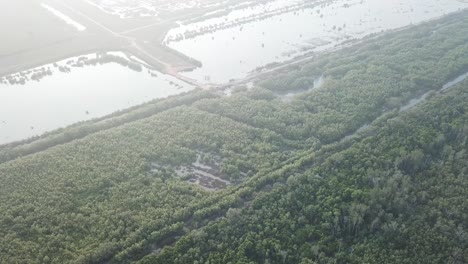 aerial view mangrove trees forest in morning with mist.