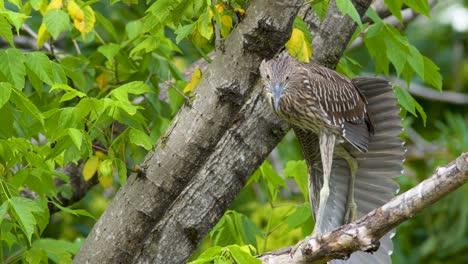 a juvenile black-crowned night heron preening shaking while standing on a tree