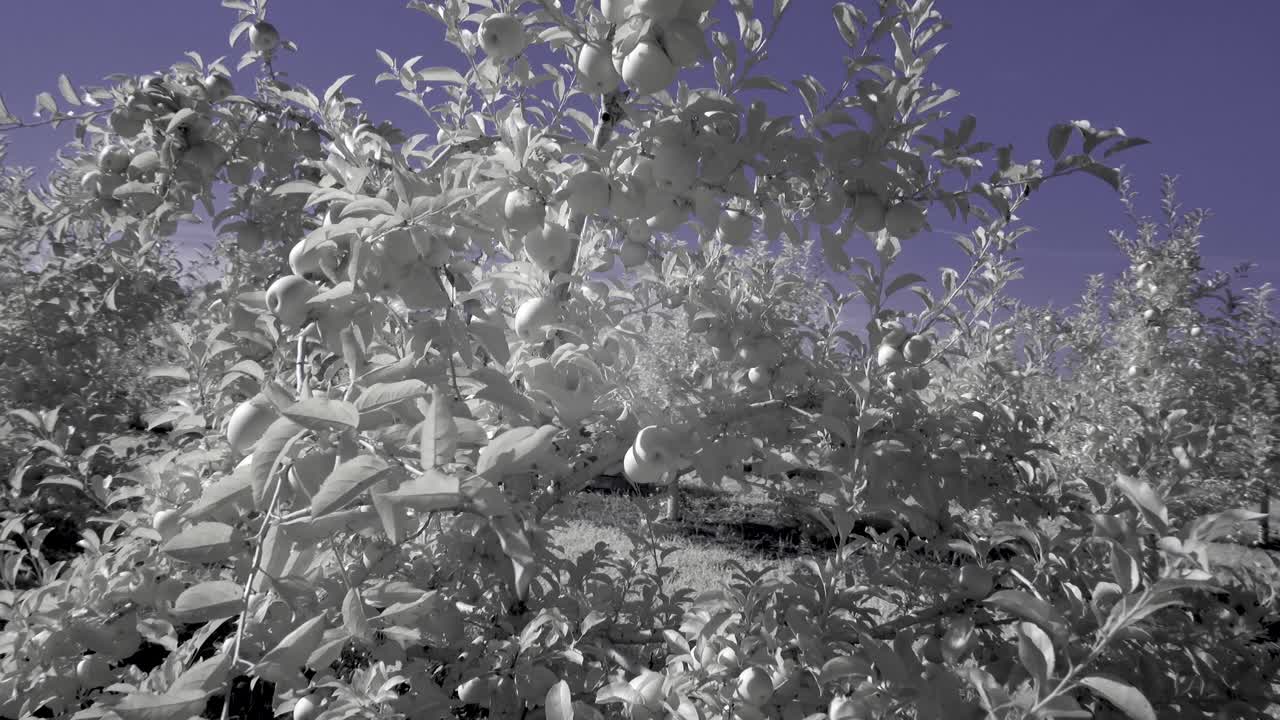 Apple Trees with Apples