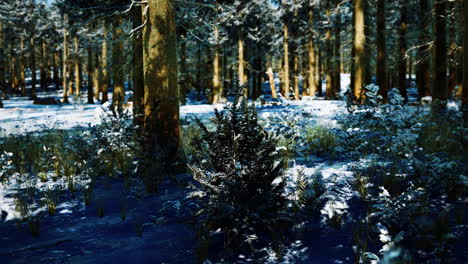 snow-covered-conifer-forest-at-sunny-day