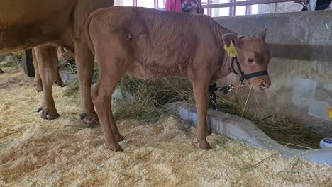 brown calf in a barn