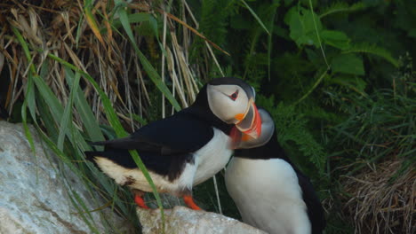 atlantic puffin couple bird caring and loving each other in close up