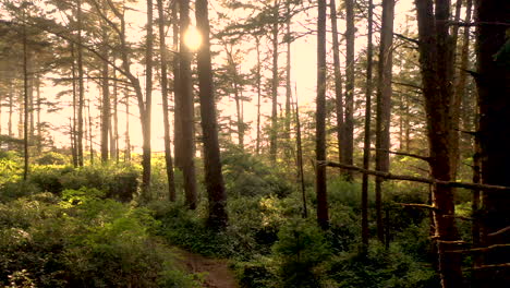 Drone-flying-slowly-through-a-mysterious-and-beautiful-Oregon-forest,-with-sun-beams-shining-through-and-scene-being-backlit