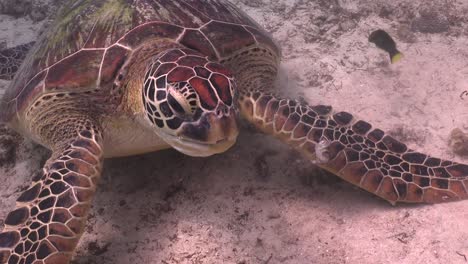 tortuga alimentándose de peces