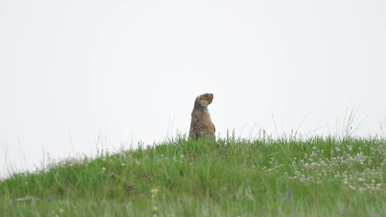 A Marmot Standing Upright in a Grassy Meadow