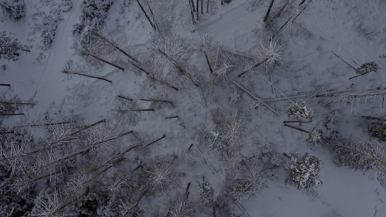 Vista aerea dall'alto di una foresta innevata sul monte Gubalówka